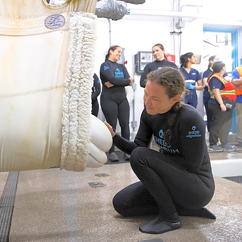 Four more belugas arrive at Chicago aquarium from shuttered Canadian theme park