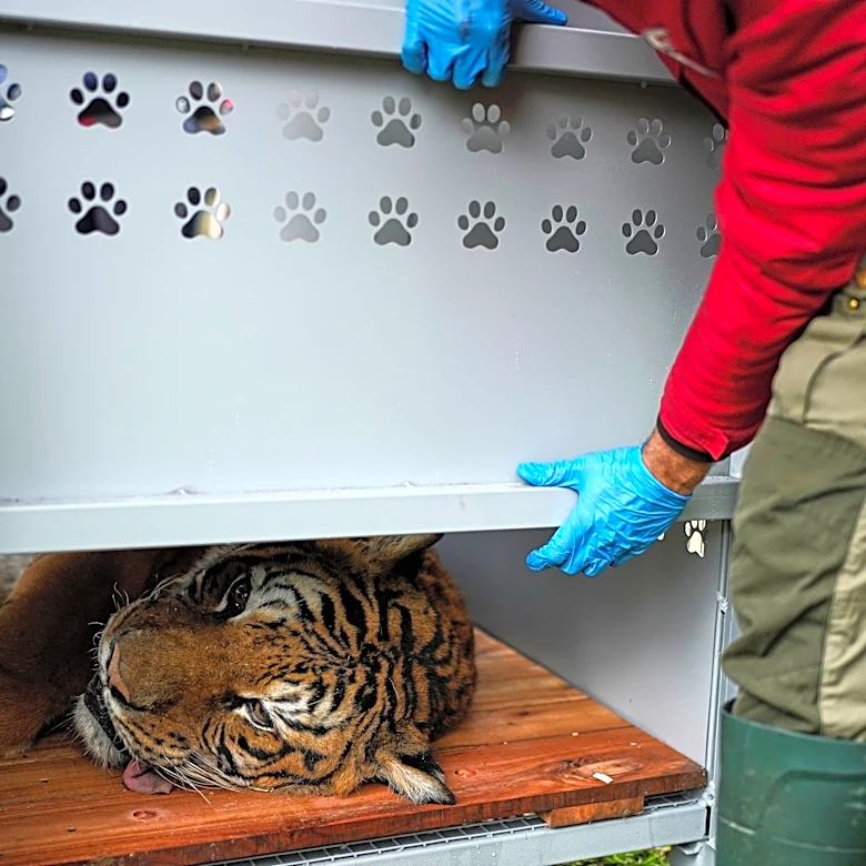 Lions and tigers begin a long-awaited rescue from a notorious Argentine zoo