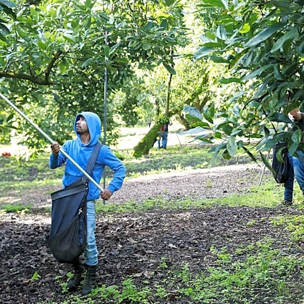 Avocado pickers in Mexico welcome restart of exports to US, but security fears remain