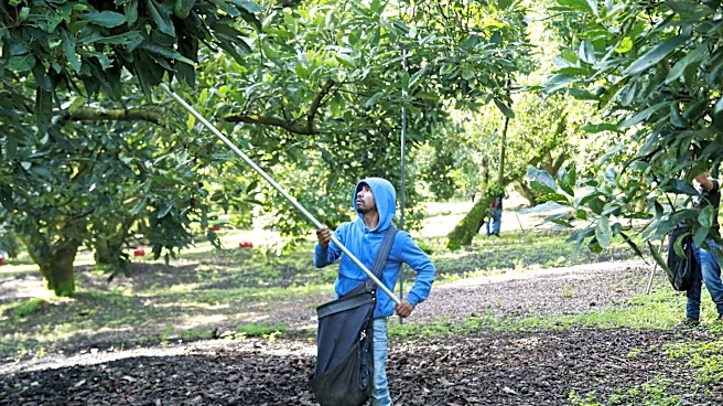 Avocado pickers in Mexico welcome restart of exports to US, but security fears remain