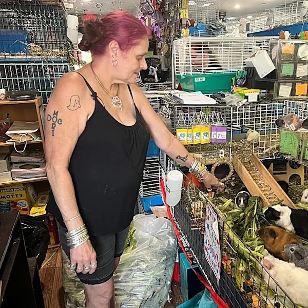 Hundreds of guinea pigs fill Massachusetts sanctuary with squeals, purrs and lots of love