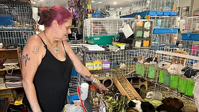 Hundreds of guinea pigs fill Massachusetts sanctuary with squeals, purrs and lots of love