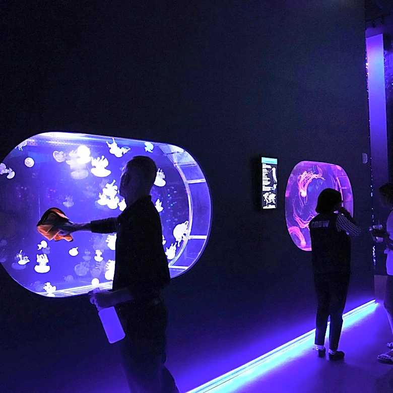 Mesmerizing jellyfish take center stage at 1st US museum dedicated solely to the floating predators