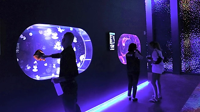 Mesmerizing jellyfish take center stage at 1st US museum dedicated solely to the floating predators
