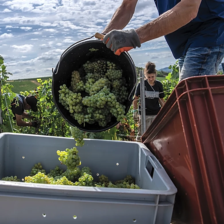 Champagne growers race to preserve quality in record-early harvest