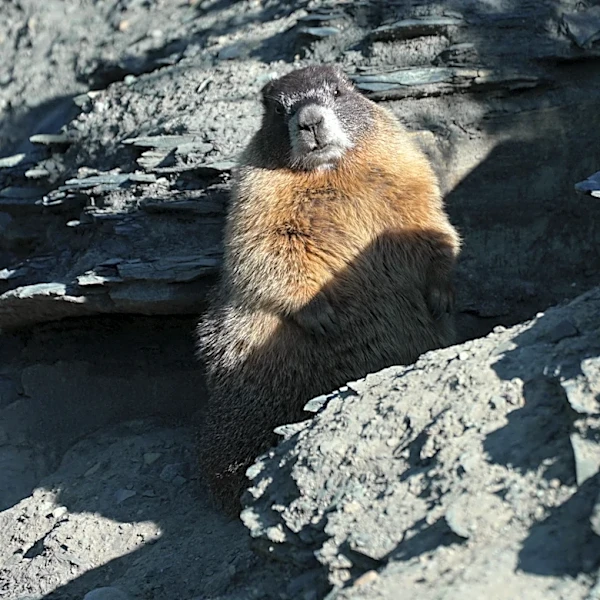 Move over bears. Fat Marmot Week puts a spotlight on the alpine rodents