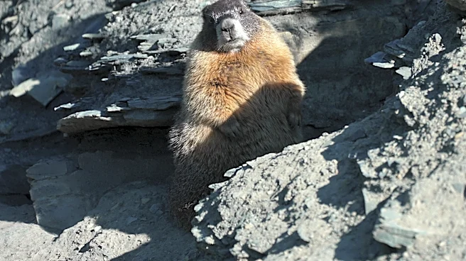 Move over bears. Fat Marmot Week puts a spotlight on the alpine rodents
