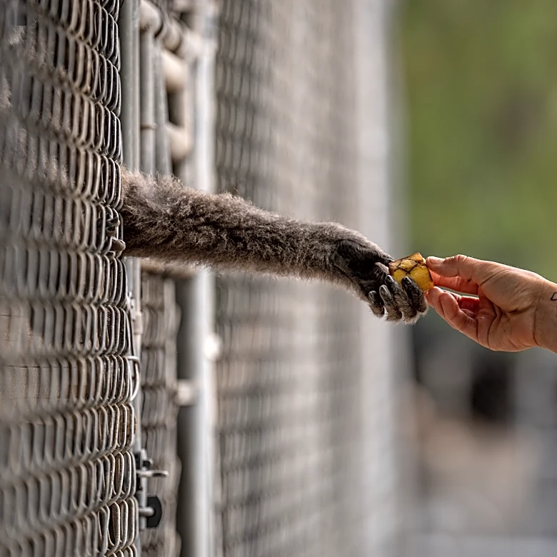 How a sanctuary outside LA has cared for rare, endangered gibbons for a half-century