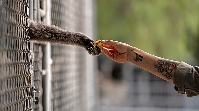 How a sanctuary outside LA has cared for rare, endangered gibbons for a half-century