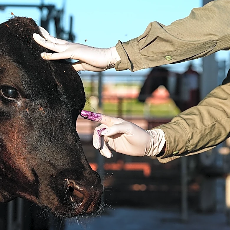 Mexico resumes livestock sales to US under tight controls over screwworm risk