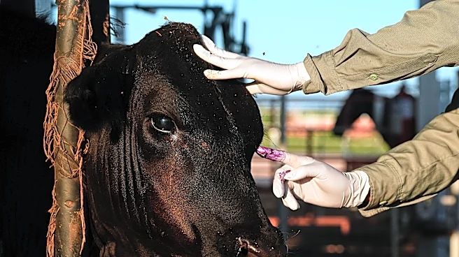 Mexican ranchers prepare to resume livestock sales to US under tight controls over screwworm risk