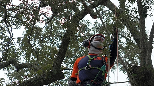 Preservationists are working to extend the life of a rare Revolutionary War 'witness tree'