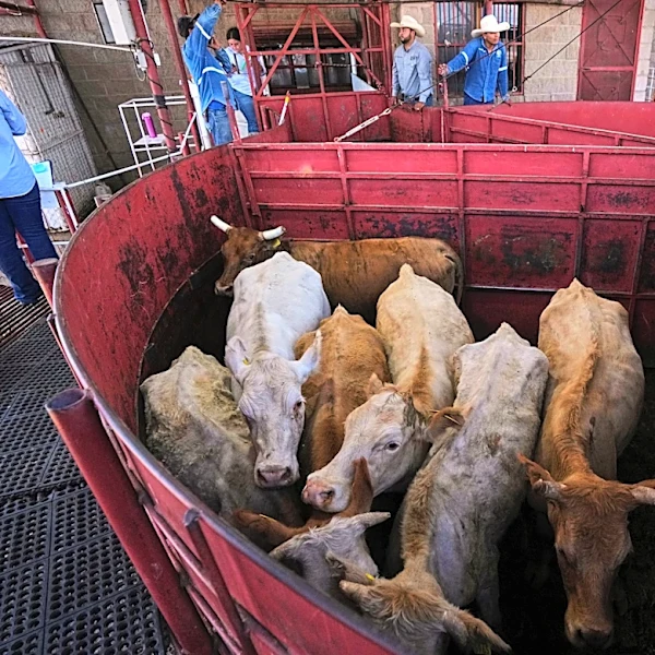 Economists don't expect reopening the US to Mexican cattle imports to reduce high beef prices