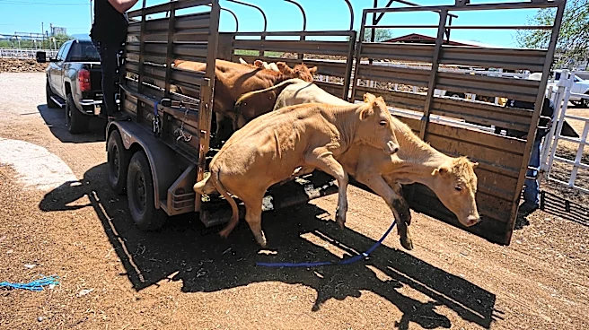 Mexico resumes limited cattle exports to US after screwworm pause, relieving ranchers