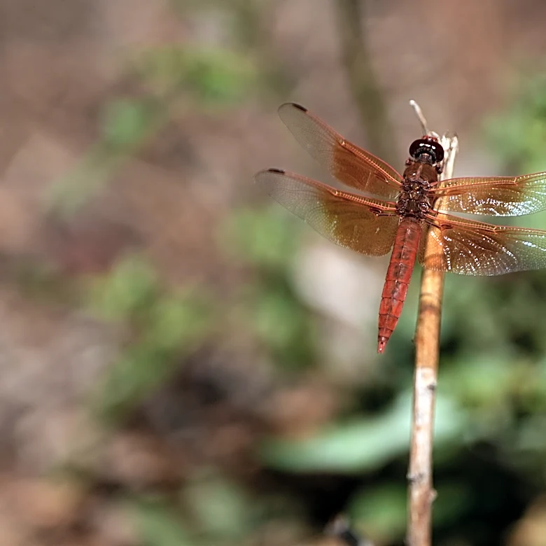 Unusual dragonfly swarms sweep across California after warm spring rains