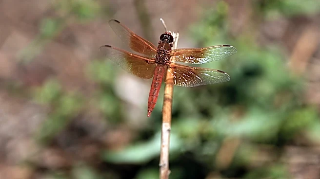 Unusual dragonfly swarms sweep across California after warm spring rains