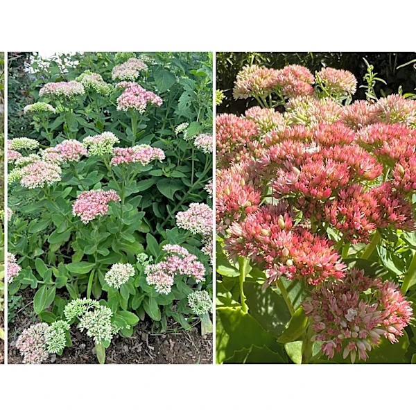 These plants add color to gardens and pots when summer flowers fade