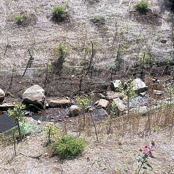 Living shorelines in Maine show mixed success
