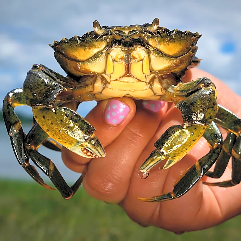 Invasive green crabs are bad for the environment so New Englanders are starting to eat more of them