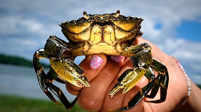 Invasive green crabs are bad for the environment so New Englanders are starting to eat more of them