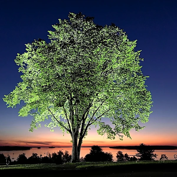 The disease that decimated American elms could help bring them back