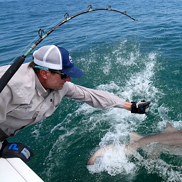 Researchers catch sharks off NY's Hamptons, attach trackers to toothy predators
