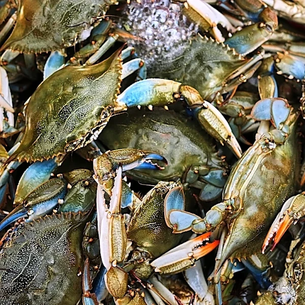 Italians enter uneasy truce with invasive blue crabs, exporting crustaceans they won't eat