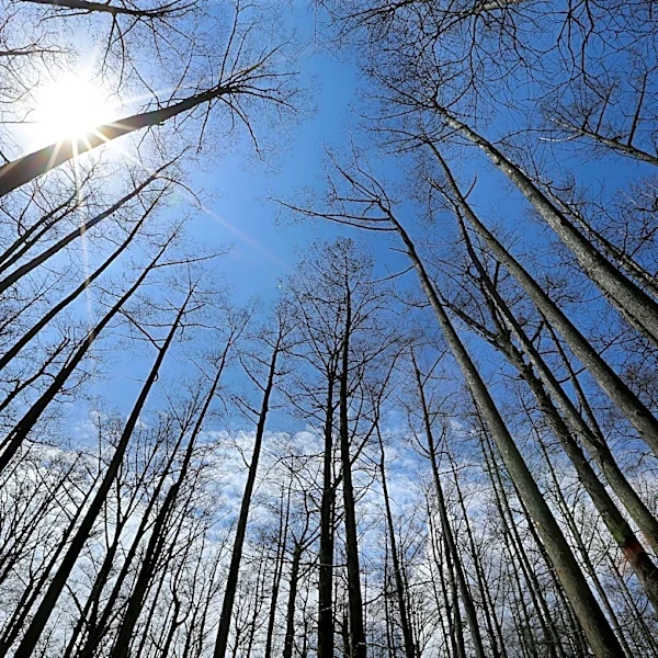 US Forest Service closing 23 research facilities as part of reorganization under Trump