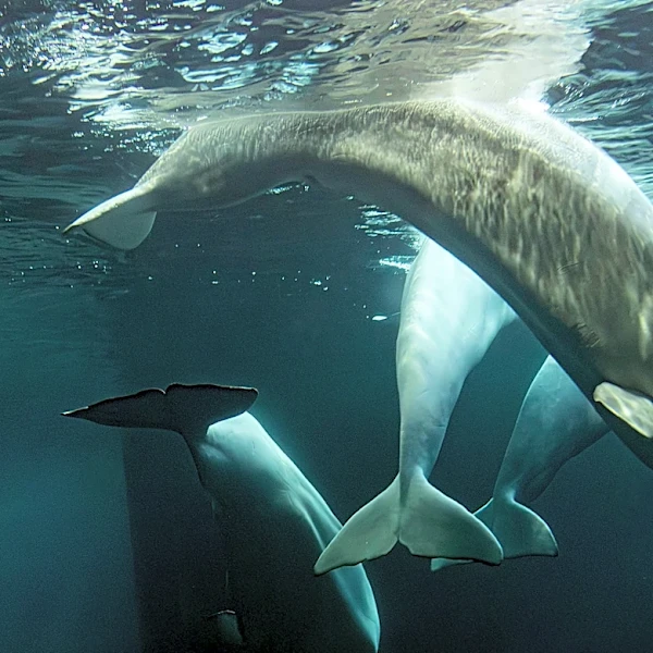 2 more beluga whales die at Chicago aquarium, including 1 recently rescued from Canada