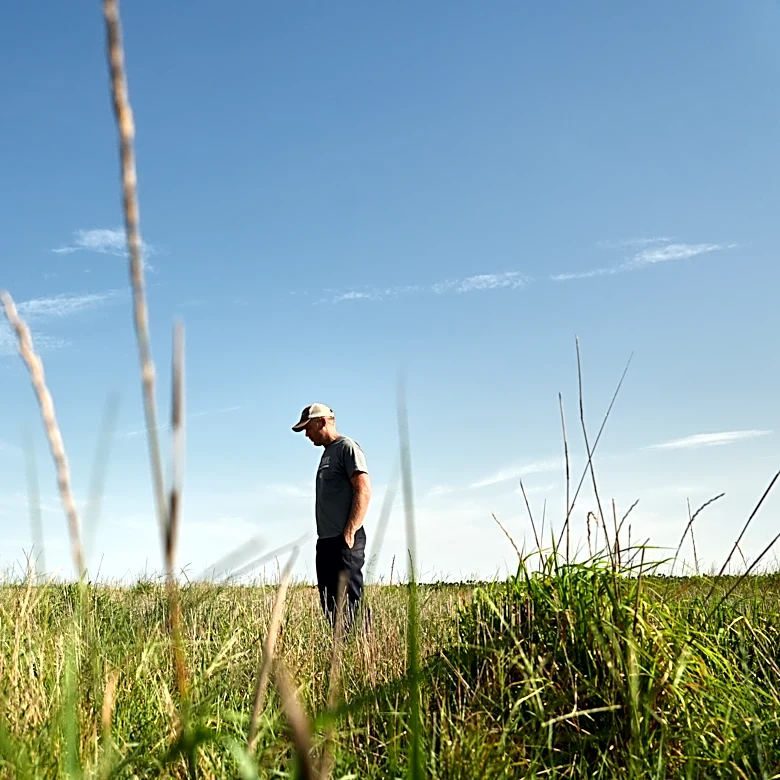 Farmers turn to perennial grains as one solution to extreme weather