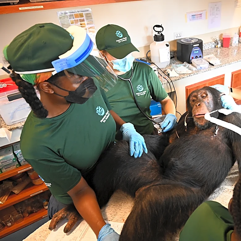 Chimpanzees once used for vaccine research get health checks as part of long-term care