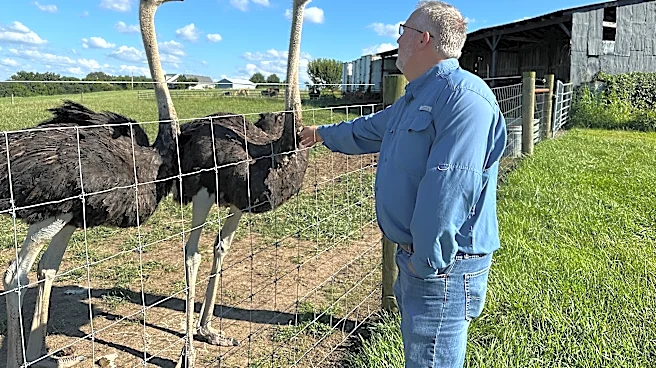 A Kentucky man with a meat allergy was craving a burger. So he got into ostrich farming