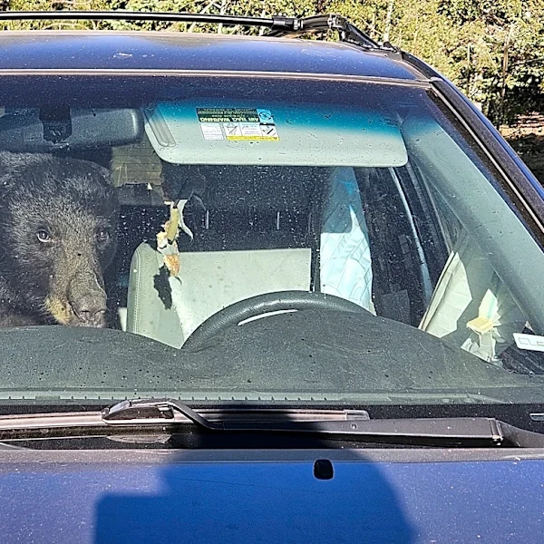 Parched summer in the Rockies sends hungry bears into urban areas and confrontations with people