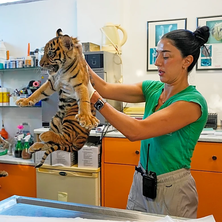 World's most endangered tigers born in Greece as zoos build a safety net