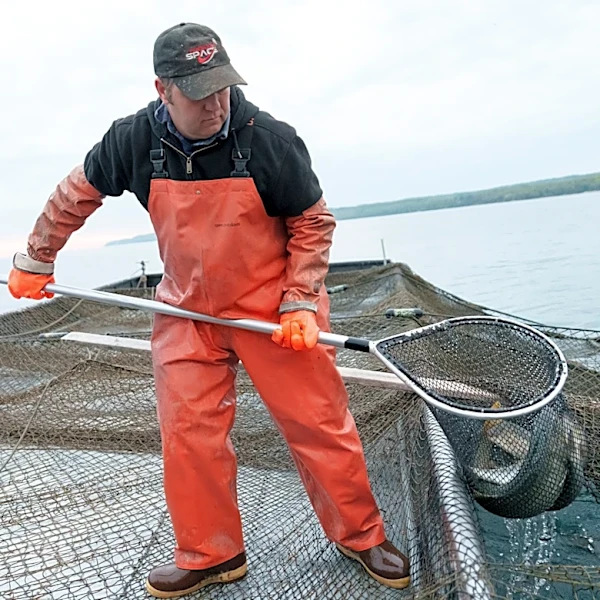 With no time to spare, Michigan hatches a Great Lakes whitefish rescue plan