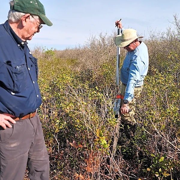 In North Carolina, a race is on to restore critical peatland before it dries up or is destroyed