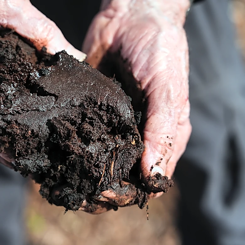 Takeaways from AP story on a major effort to restore peatland in North Carolina