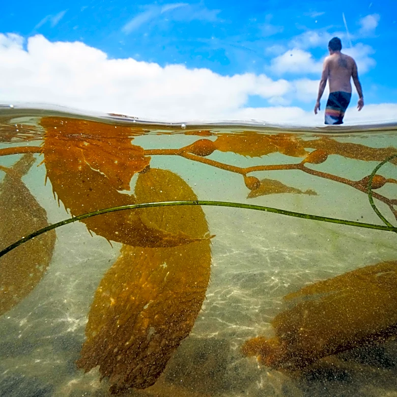California officials allow plans for the country's biggest kelp farm to move forward