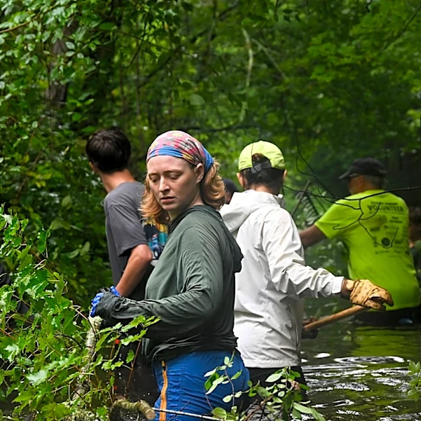 To bring back historic herring populations, volunteers get down and dirty