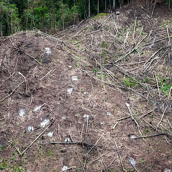 Japan’s biomass energy boom threatens further deforestation in Indonesia