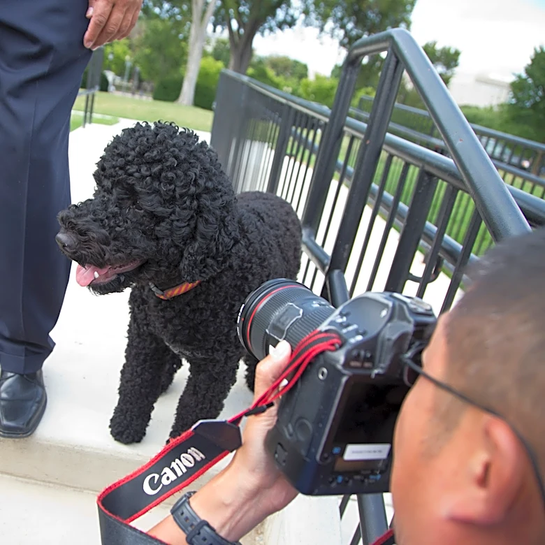 The Obamas' family dog Sunny dies, the former president says