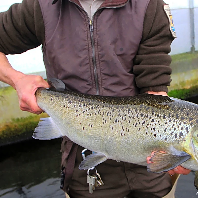 Endangered salmon may soon swim freely up a Maine river, but a comeback isn’t guaranteed