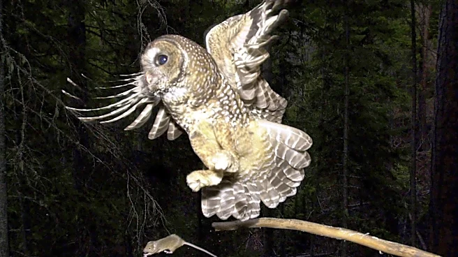 Trump administration allows inadvertent killing of endangered species