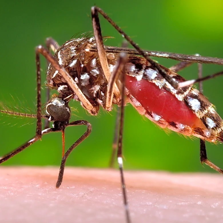 Florida confirms a death from dengue as the state struggles with one of its worst recent outbreaks