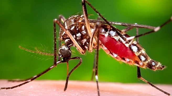 Florida confirms a death from dengue as the state struggles with one of its worst recent outbreaks