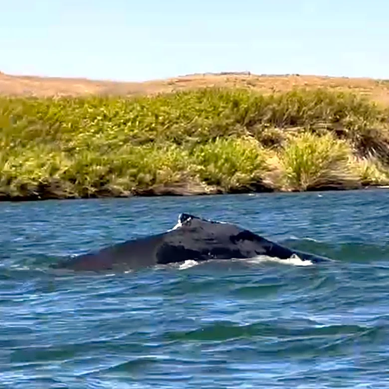 A humpback whale was spotted in a California river, 60 miles from its Pacific Ocean home
