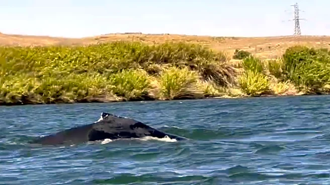 A humpback whale was spotted in a California river, 60 miles from its Pacific Ocean home