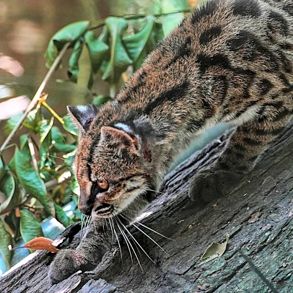 Tiny wild cat newly identified as a species draws curious visitors in Bolivia
