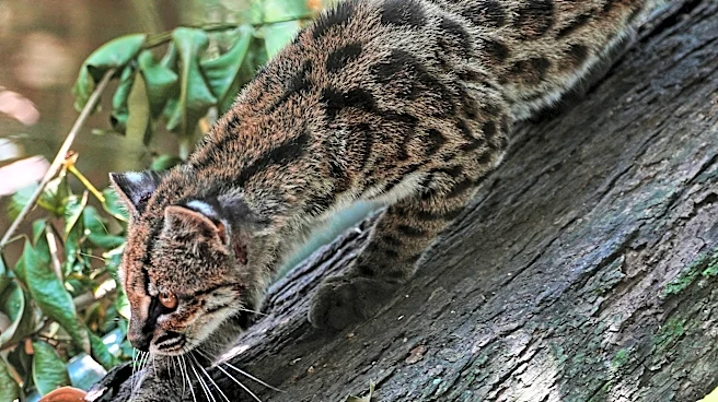 Tiny wild cat newly identified as a species draws curious visitors in Bolivia
