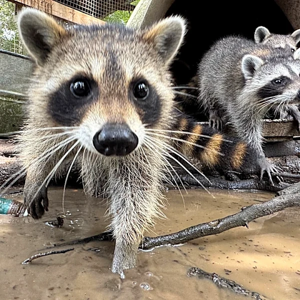 A raccoon boot camp in Mississippi teaches abandoned kits survival skills